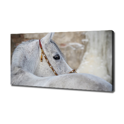 Foto quadro su tela Cavallo arabo bianco