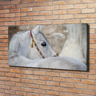 Foto quadro su tela Cavallo arabo bianco