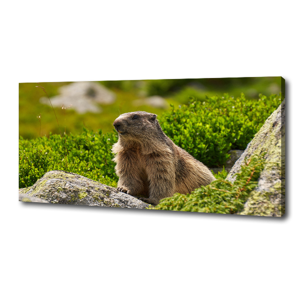 Quadro stampa su tela Marmotta dei Tatra
