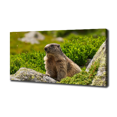 Quadro stampa su tela Marmotta dei Tatra