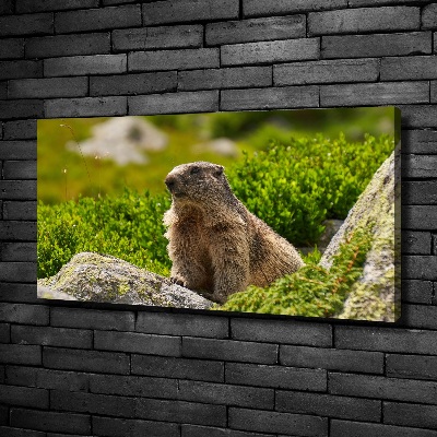 Quadro stampa su tela Marmotta dei Tatra