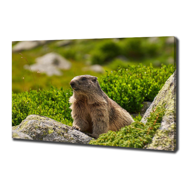 Quadro stampa su tela Marmotta dei Tatra