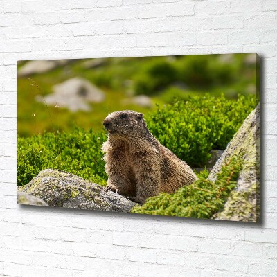 Quadro stampa su tela Marmotta dei Tatra