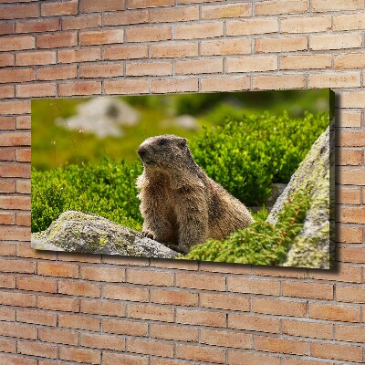 Quadro stampa su tela Marmotta dei Tatra