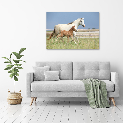 Foto quadro su tela Giumenta con puledro