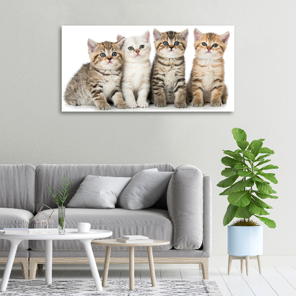 Quadro su tela Gattini