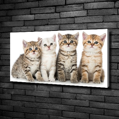 Quadro su tela Gattini