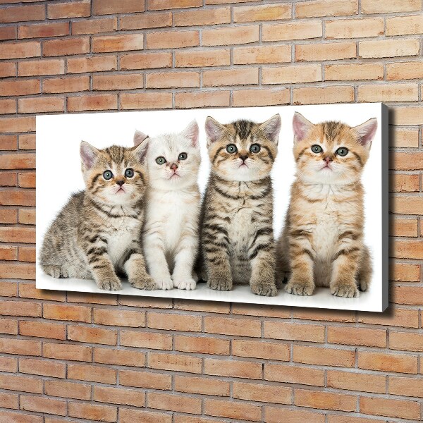 Quadro su tela Gattini