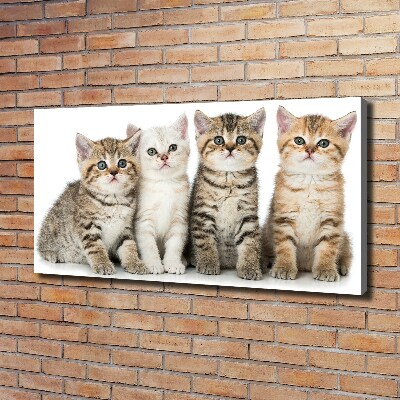 Quadro su tela Gattini