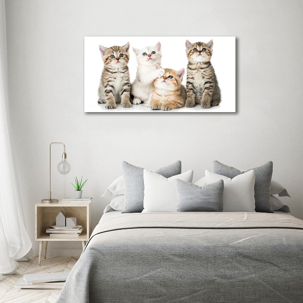 Quadro stampa su tela Gattini