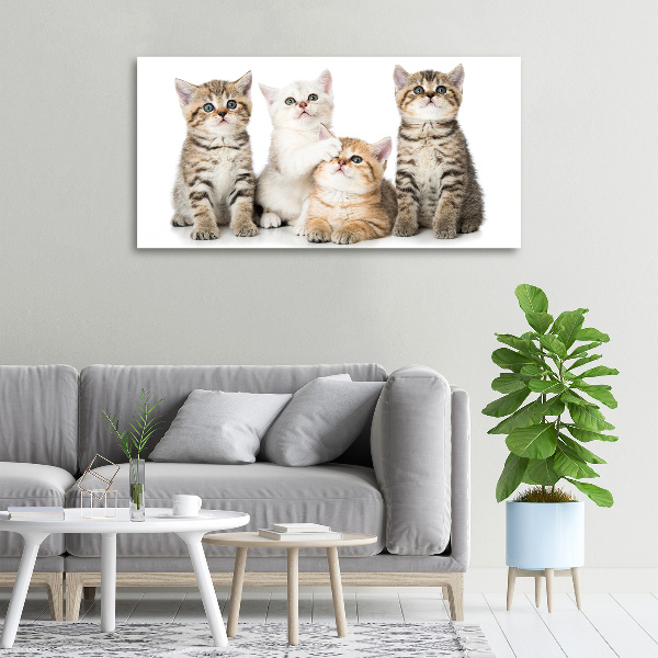 Quadro stampa su tela Gattini
