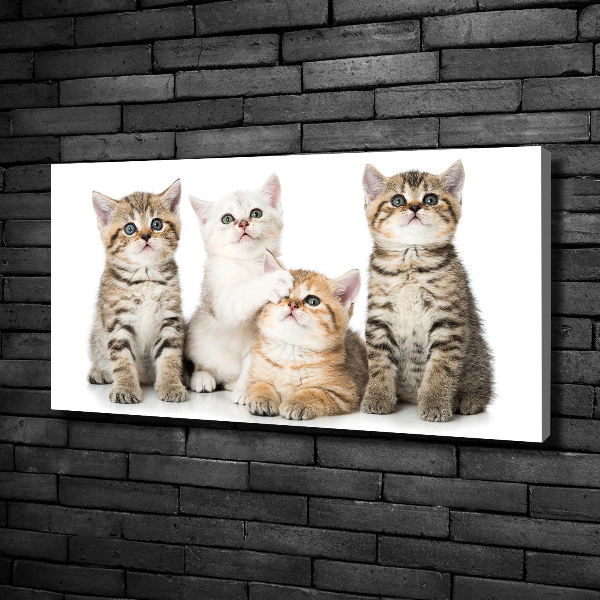 Quadro stampa su tela Gattini