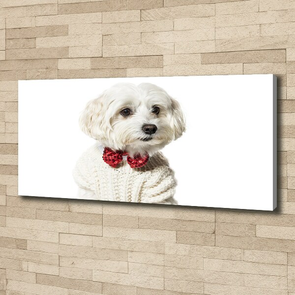 Foto quadro su tela Maltese con il papillon