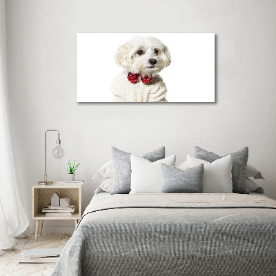 Foto quadro su tela Maltese con il papillon