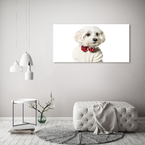 Foto quadro su tela Maltese con il papillon
