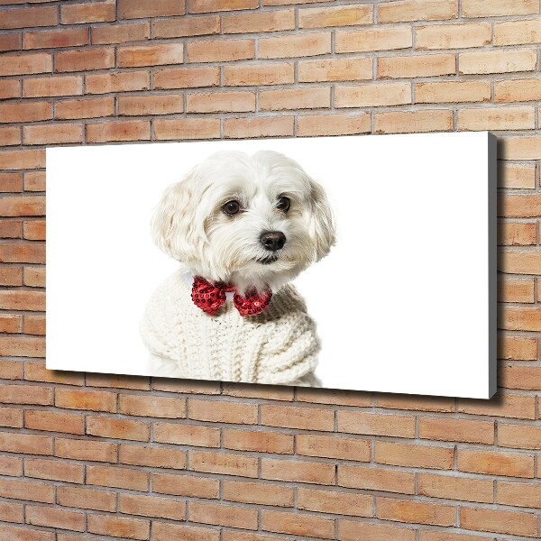 Foto quadro su tela Maltese con il papillon