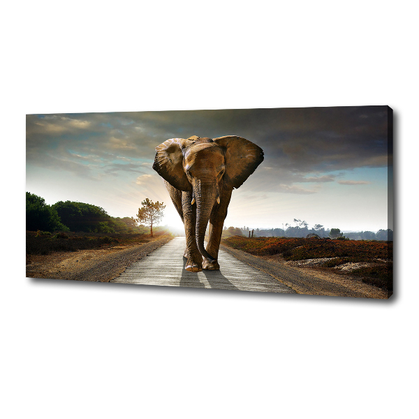 Foto quadro su tela Camminare come un elefante