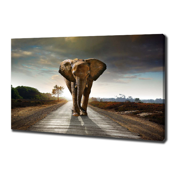 Foto quadro su tela Camminare come un elefante