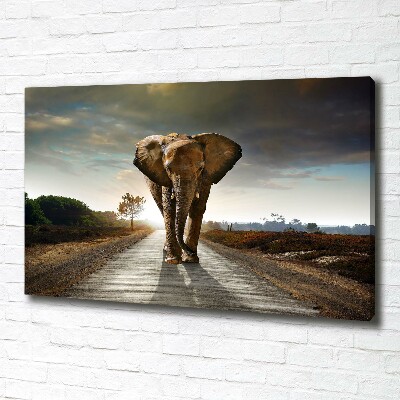 Foto quadro su tela Camminare come un elefante