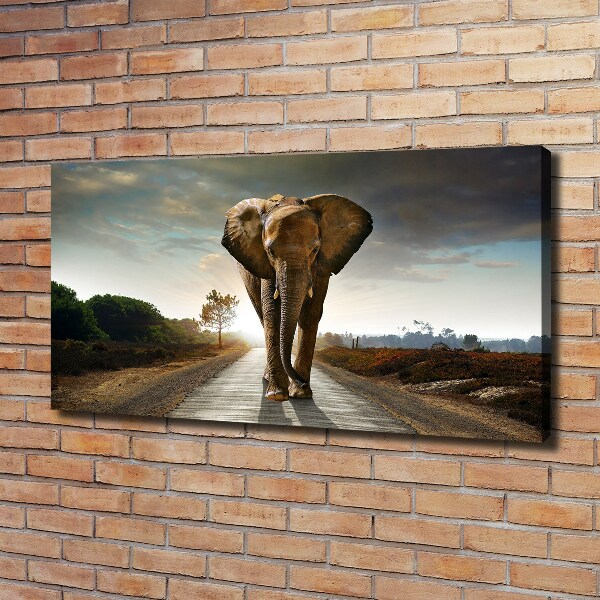 Foto quadro su tela Camminare come un elefante