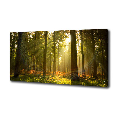 Foto quadro su tela Foresta al sole