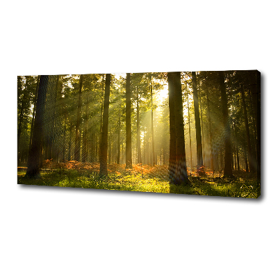 Foto quadro su tela Foresta al sole