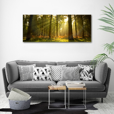 Foto quadro su tela Foresta al sole