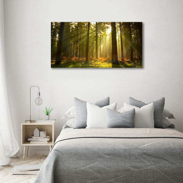 Foto quadro su tela Foresta al sole