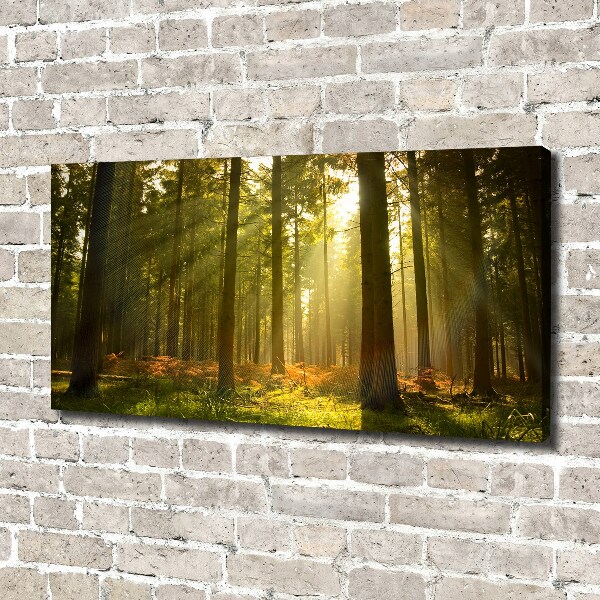 Foto quadro su tela Foresta al sole