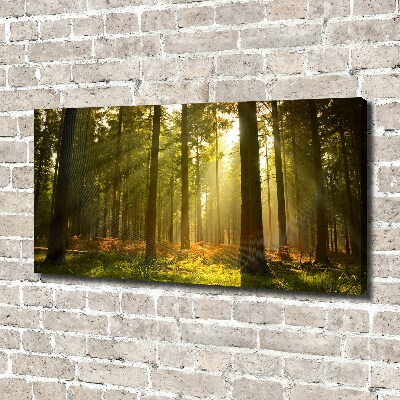 Foto quadro su tela Foresta al sole