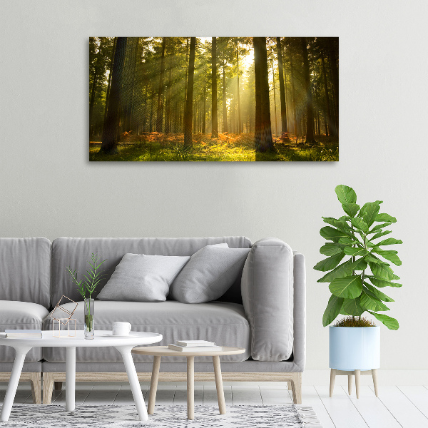 Foto quadro su tela Foresta al sole