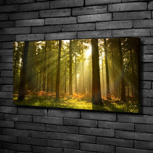 Foto quadro su tela Foresta al sole