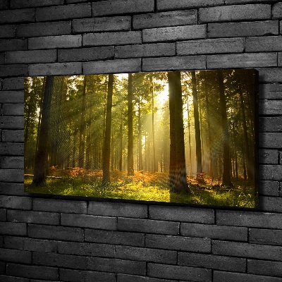 Foto quadro su tela Foresta al sole