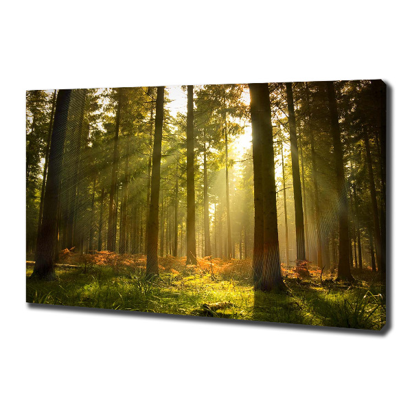 Foto quadro su tela Foresta al sole