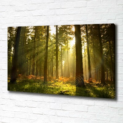 Foto quadro su tela Foresta al sole