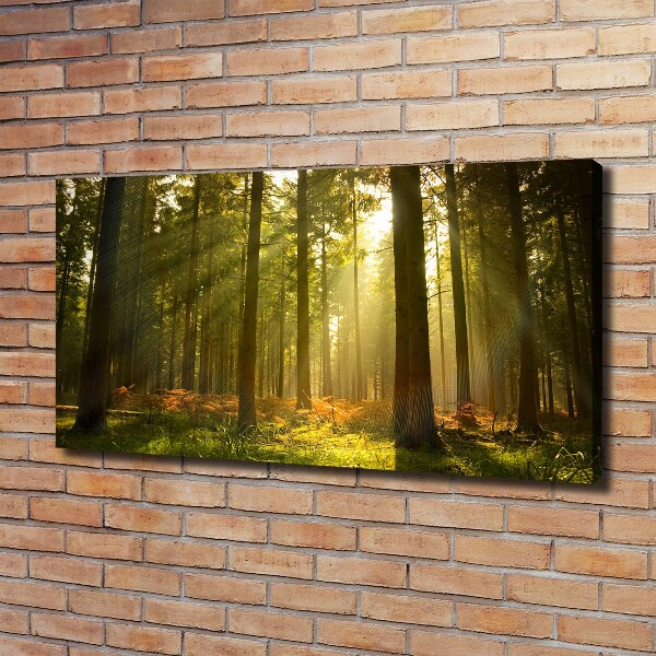 Foto quadro su tela Foresta al sole