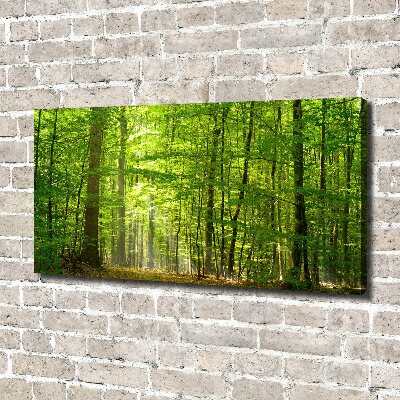 Quadro su tela Foresta di latifoglie