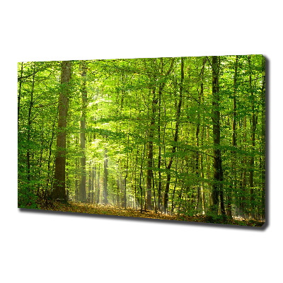 Quadro su tela Foresta di latifoglie