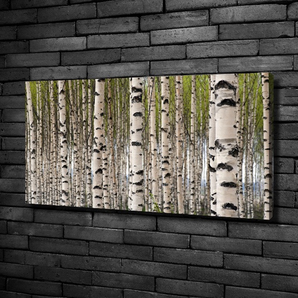 Foto quadro su tela Foresta di betulle