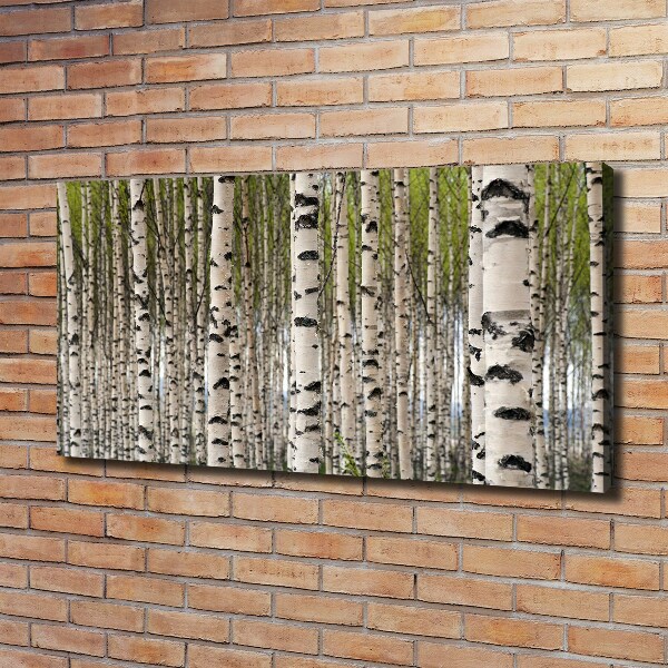 Foto quadro su tela Foresta di betulle