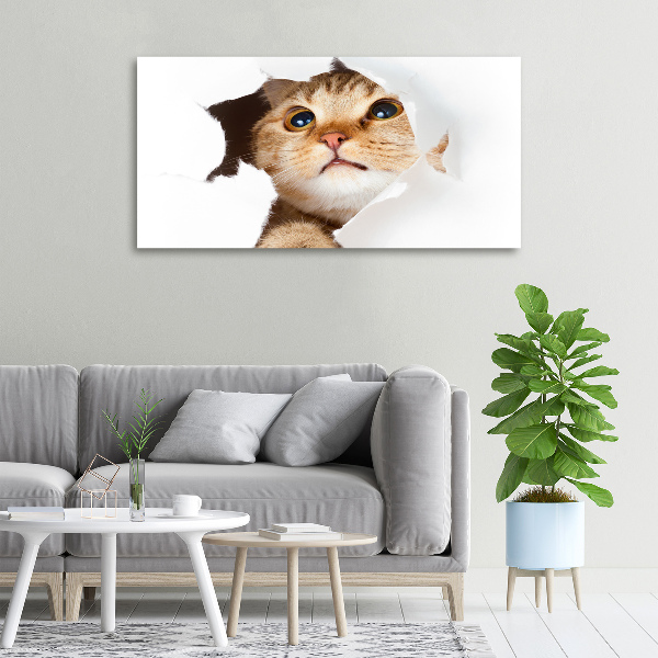 Foto quadro su tela Gatto in una buca