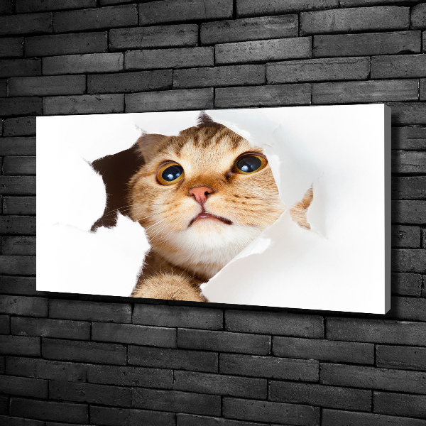 Foto quadro su tela Gatto in una buca