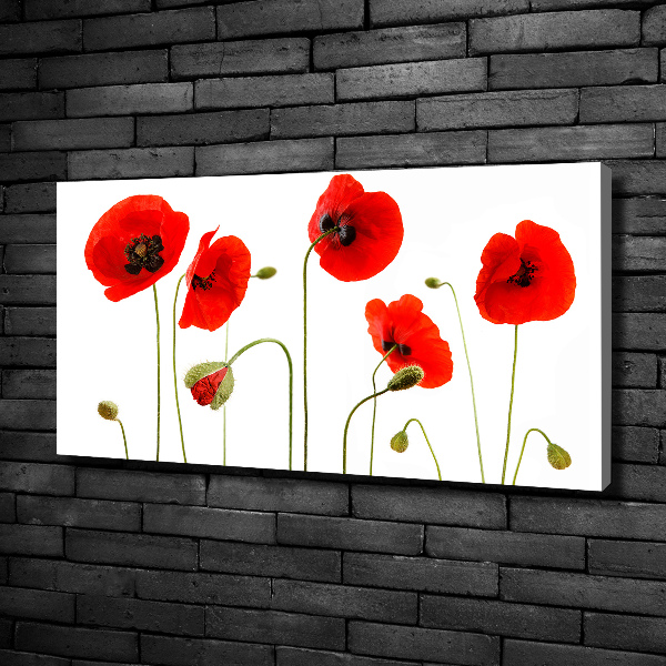 Foto quadro su tela Papaveri
