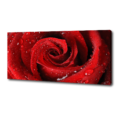 Foto quadro su tela Gocce su una rosa