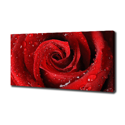 Foto quadro su tela Gocce su una rosa