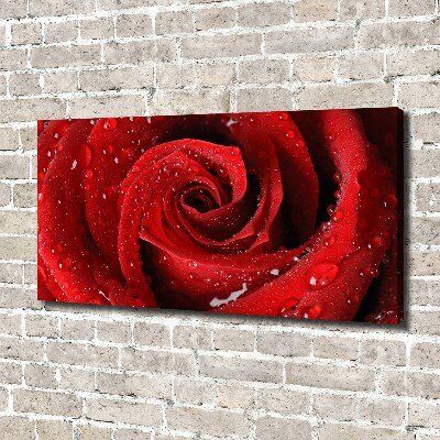 Foto quadro su tela Gocce su una rosa