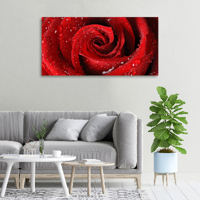 Foto quadro su tela Gocce su una rosa