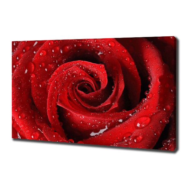 Foto quadro su tela Gocce su una rosa