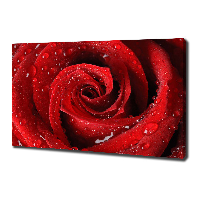 Foto quadro su tela Gocce su una rosa