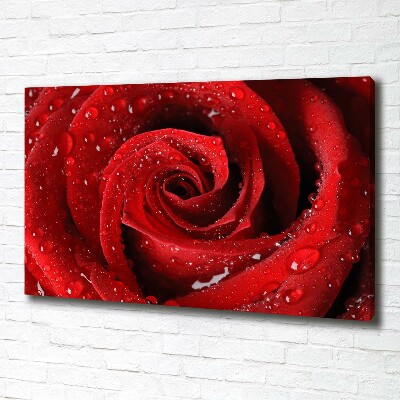 Foto quadro su tela Gocce su una rosa
